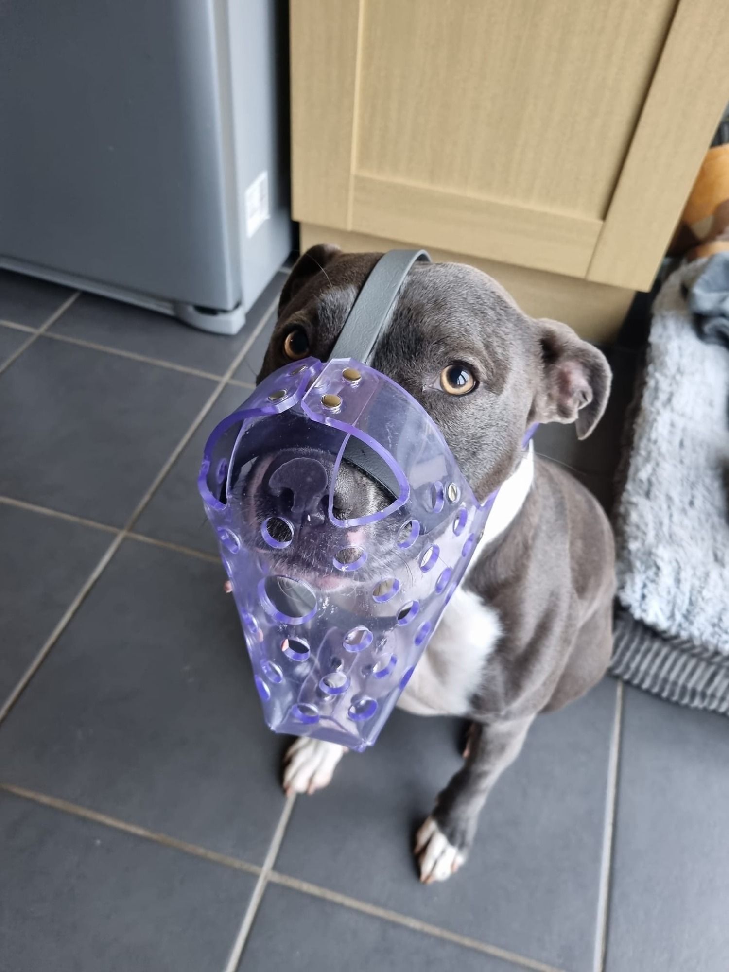 Pawfect Fit Bespoke Dog Muzzles