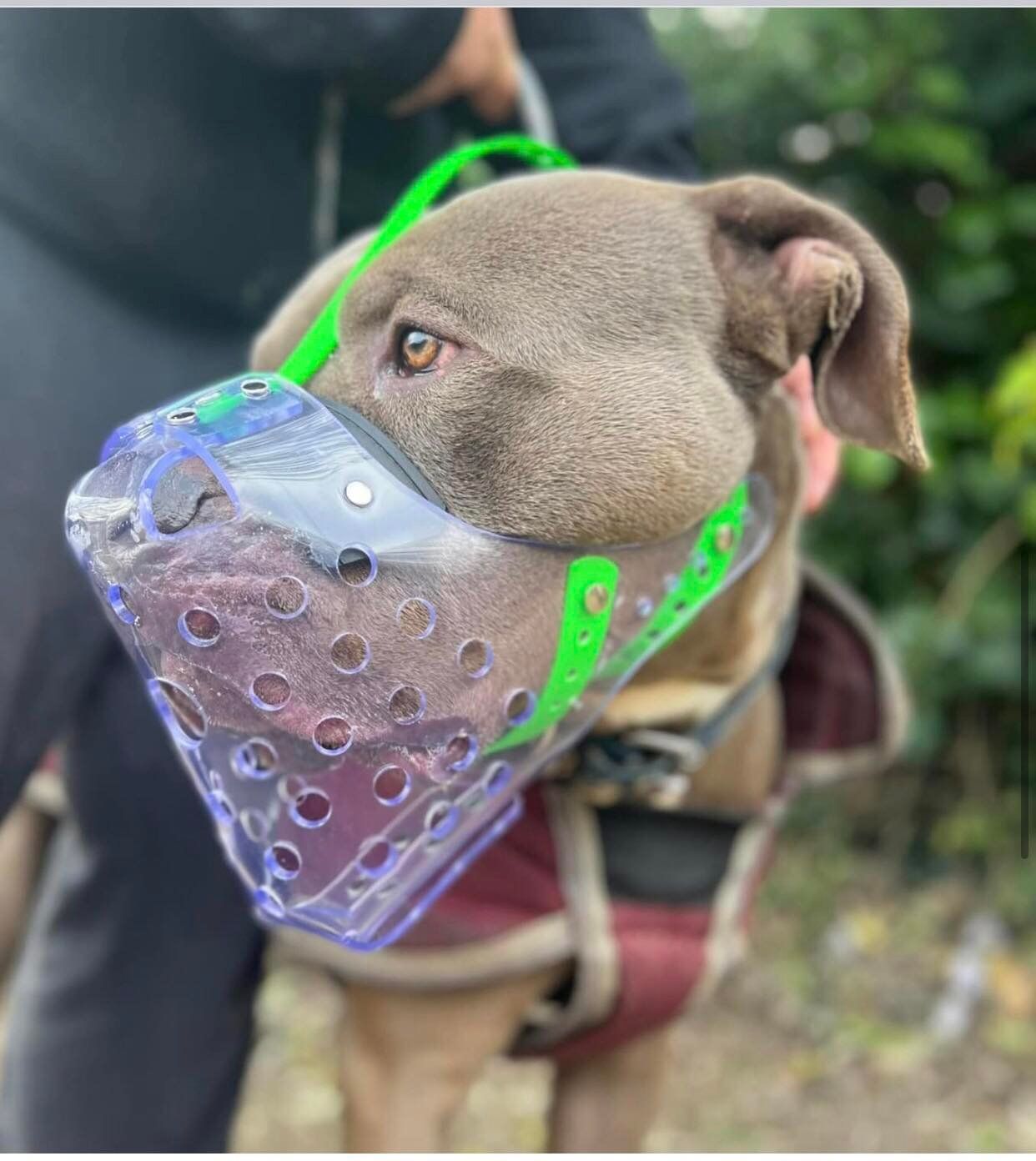 Pawfect Fit Bespoke Dog Muzzles
